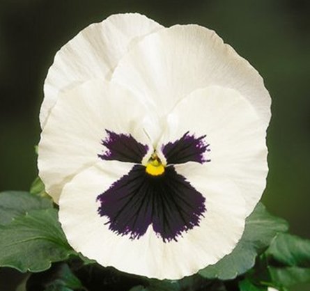 виола  виттрока   Viola wittrokiana